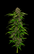 Humboldt Seed Company-Squirt