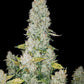 Stardawg Auto - Cannaseuse - Curated Genetics - 42 Fast Buds