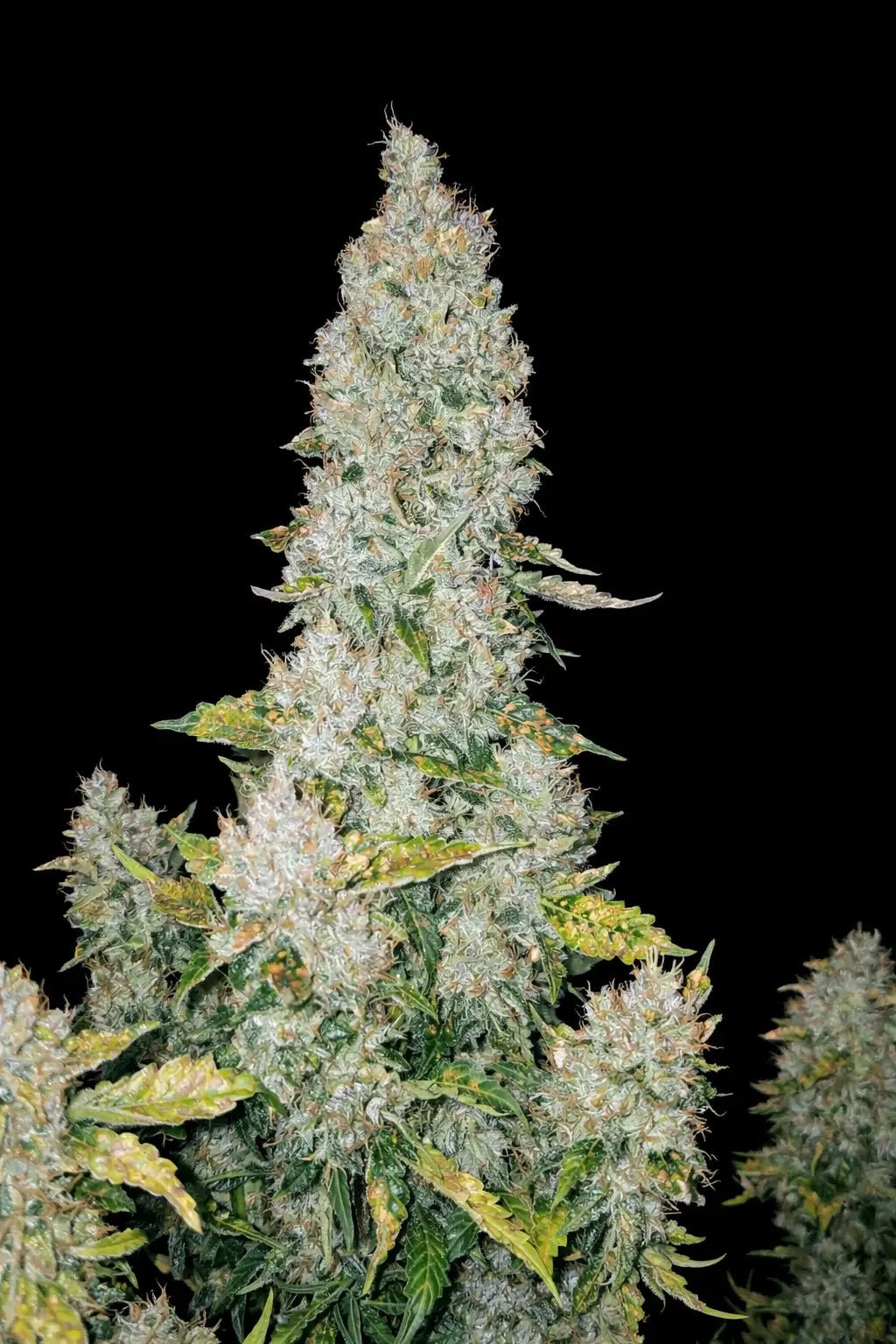 Stardawg Auto - Cannaseuse - Curated Genetics - 42 Fast Buds