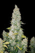 Stardawg Auto - Cannaseuse - Curated Genetics - 42 Fast Buds
