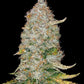 Stardawg Auto - Cannaseuse - Curated Genetics - 42 Fast Buds
