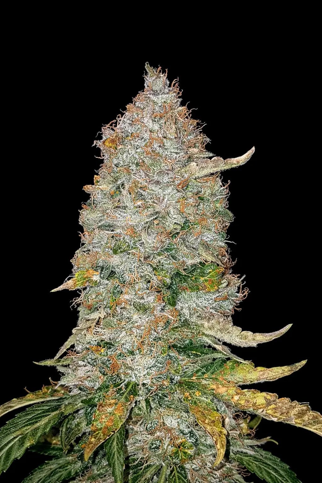 Stardawg Auto - Cannaseuse - Curated Genetics - 42 Fast Buds