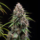 Sticky Queen - Cannaseuse - Curated Genetics - Royal Queen Seeds