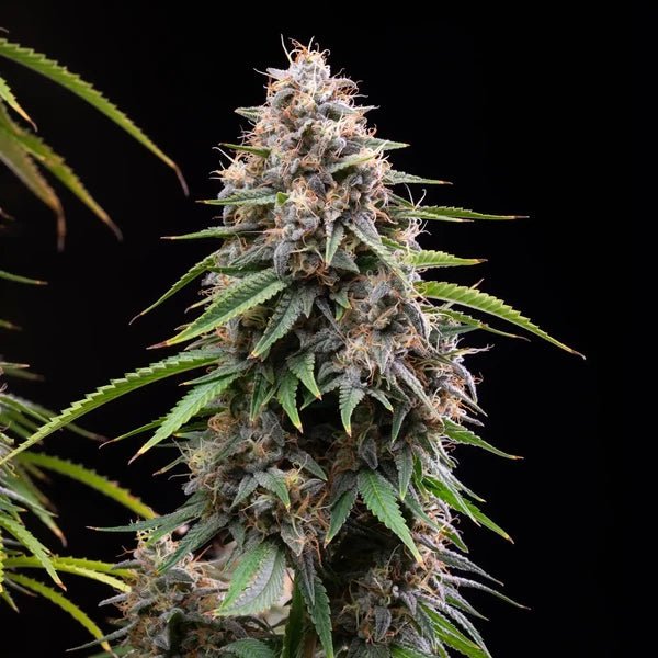 Sticky Queen - Cannaseuse - Curated Genetics - Royal Queen Seeds