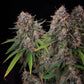 Sticky Queen - Cannaseuse - Curated Genetics - Royal Queen Seeds