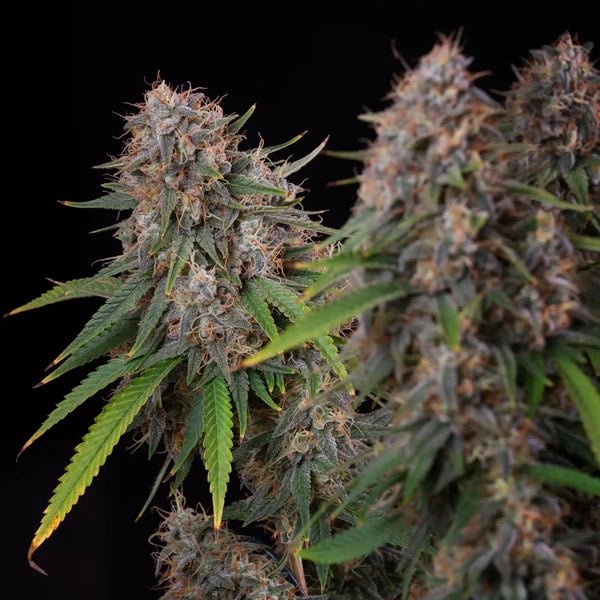 Sticky Queen - Cannaseuse - Curated Genetics - Royal Queen Seeds