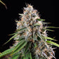 Sticky Queen - Cannaseuse - Curated Genetics - Royal Queen Seeds