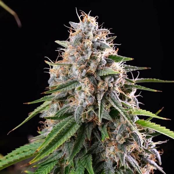 Sticky Queen - Cannaseuse - Curated Genetics - Royal Queen Seeds
