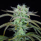 Strawberry Banana Auto - Cannaseuse - Curated Genetics - 42 Fast Buds