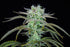 Strawberry Banana Auto - Cannaseuse - Curated Genetics - 42 Fast Buds