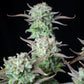 Strawberry Banana Auto - Cannaseuse - Curated Genetics - 42 Fast Buds