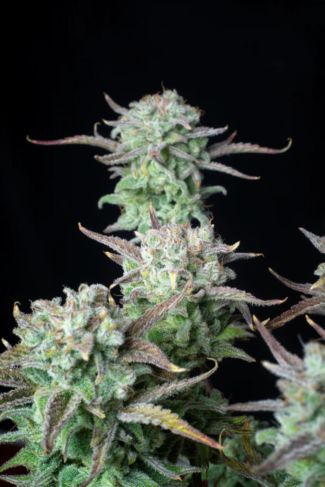 Strawberry Banana Auto - Cannaseuse - Curated Genetics - 42 Fast Buds