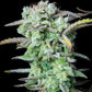 Strawberry Banana Auto - Cannaseuse - Curated Genetics - 42 Fast Buds