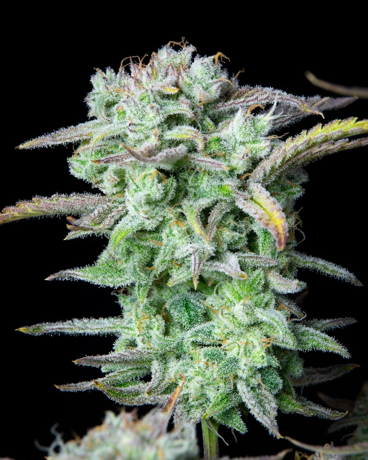 Strawberry Banana Auto - Cannaseuse - Curated Genetics - 42 Fast Buds