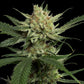 DNA Genetics-Strawberry Banana