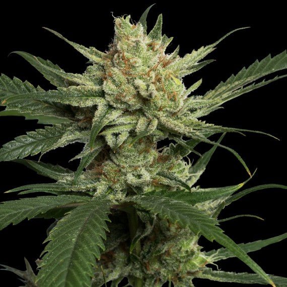 DNA Genetics-Strawberry Banana