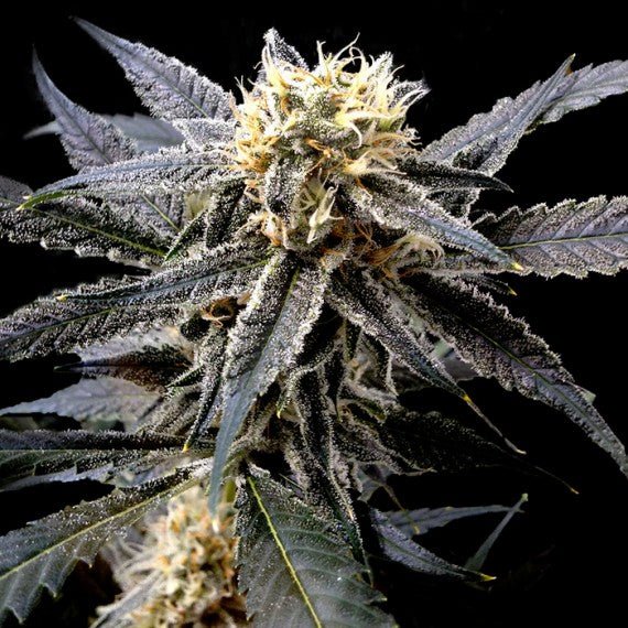 DNA Genetics-Strawberry Banana