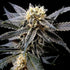 DNA Genetics-Strawberry Banana