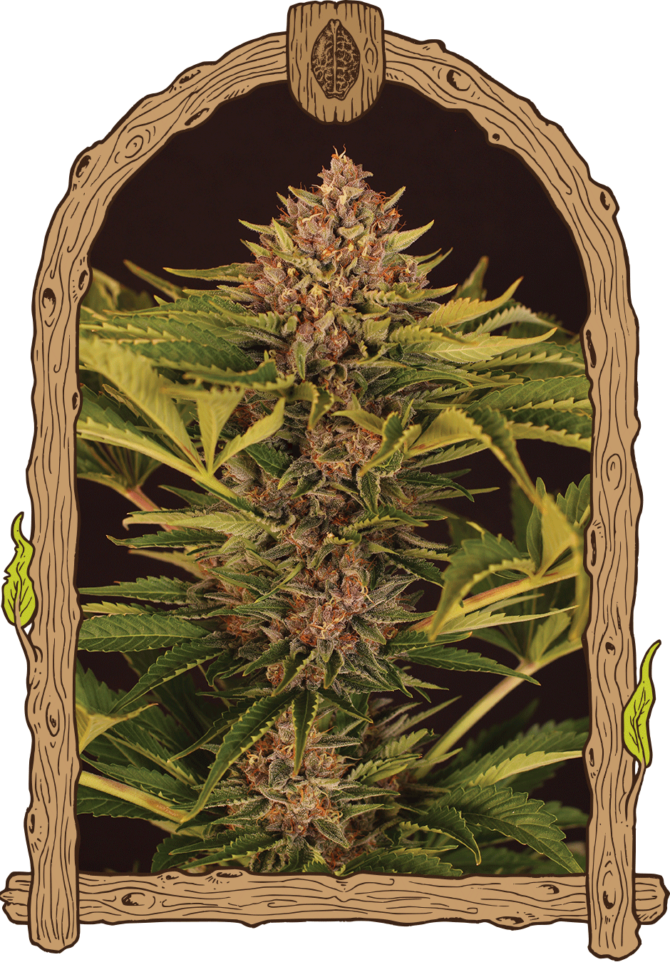 Exotic Seed-Strawberry Cola Auto
