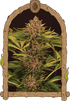 Exotic Seed-Strawberry Cola Auto