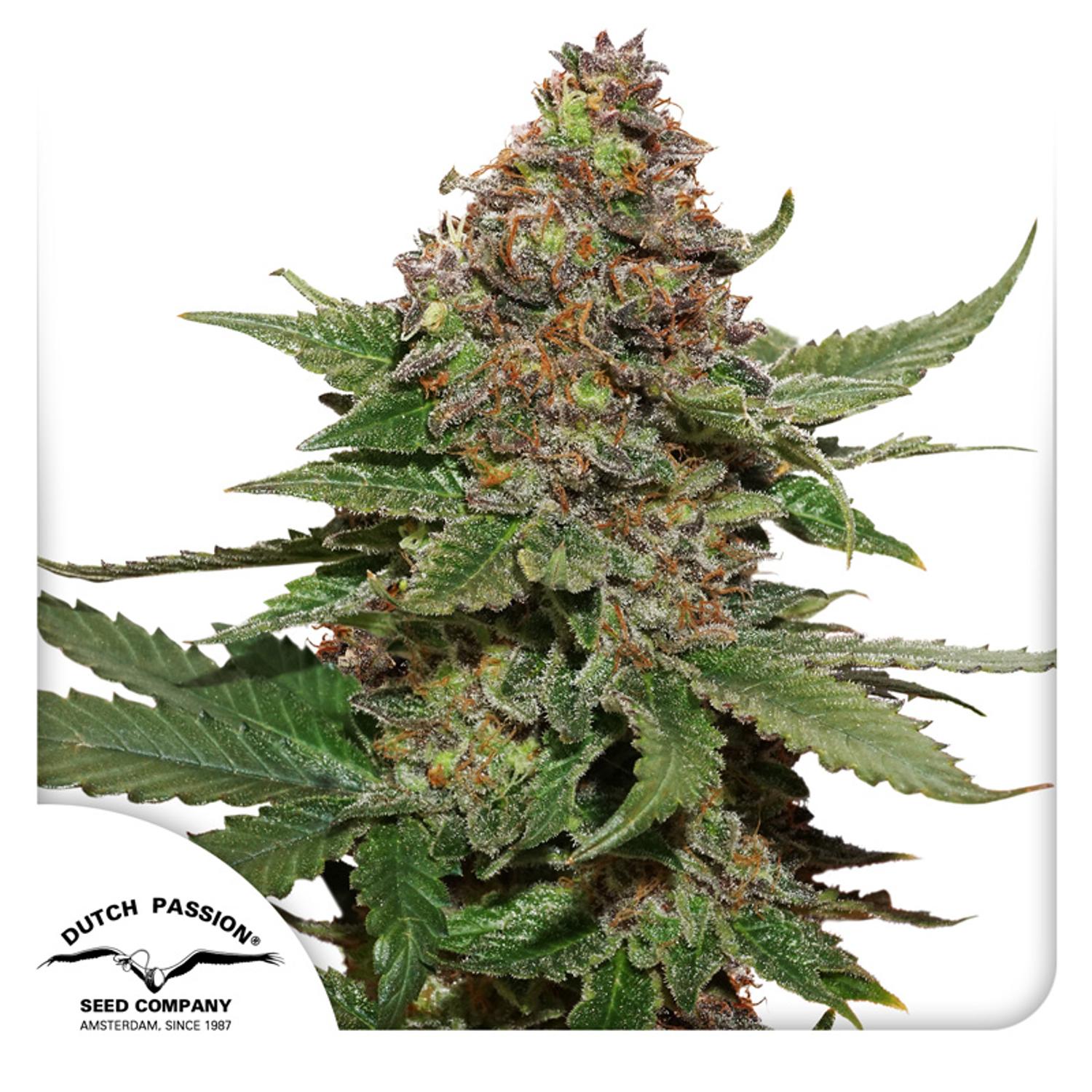 Dutch Passion-Strawberry Cough