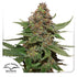 Dutch Passion-Strawberry Cough