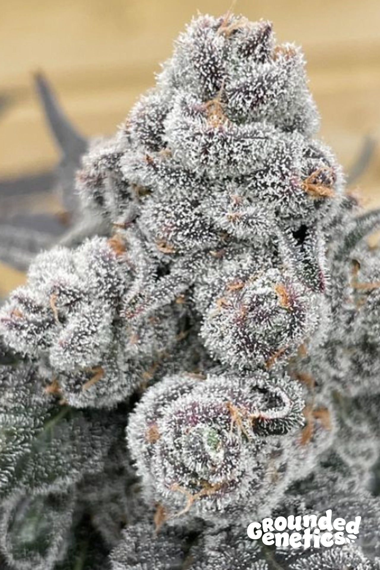 Grounded Genetics-Strawberry Gummies