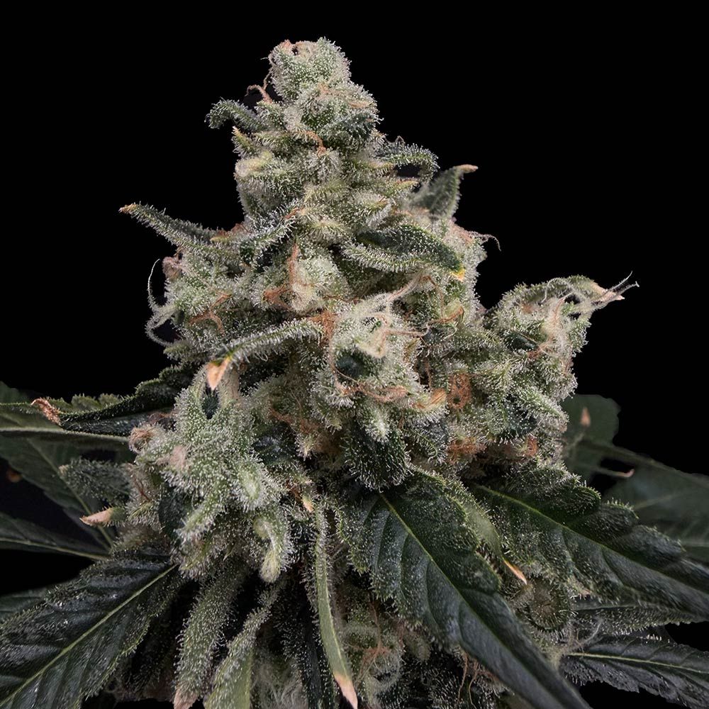 Strawberry Honeycombz