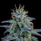 Mephisto Genetics-Strawberry Nuggets