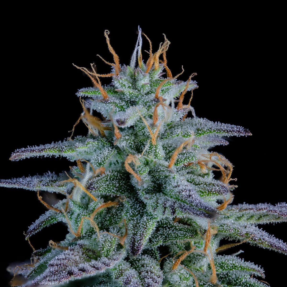 Mephisto Genetics-Strawberry Nuggets