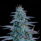 Mephisto Genetics-Strawberry Nuggets