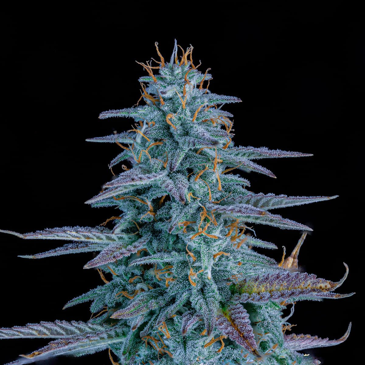 Mephisto Genetics-Strawberry Nuggets