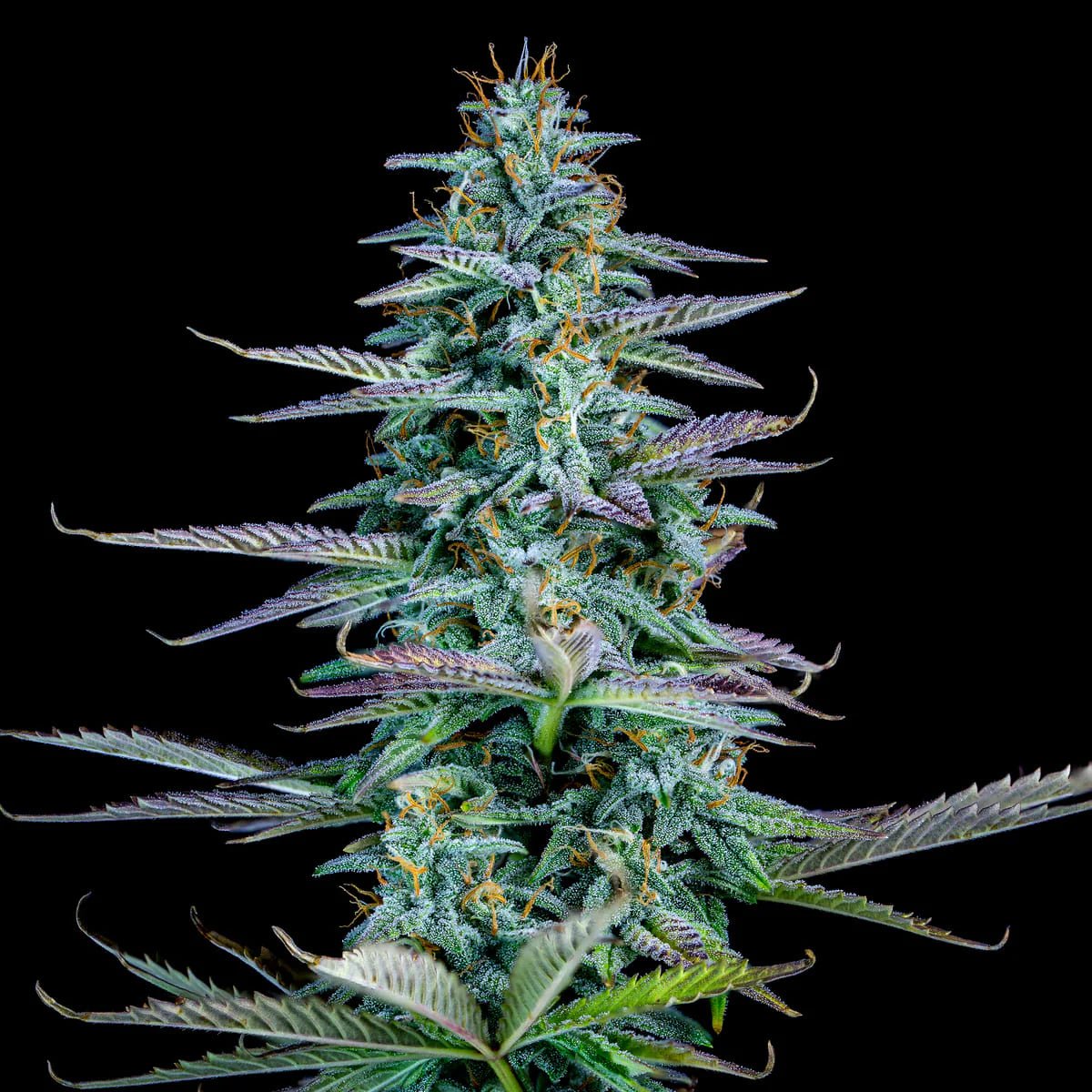 Mephisto Genetics-Strawberry Nuggets