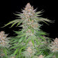Strawberry Pie Auto - Cannaseuse - Curated Genetics - 42 Fast Buds