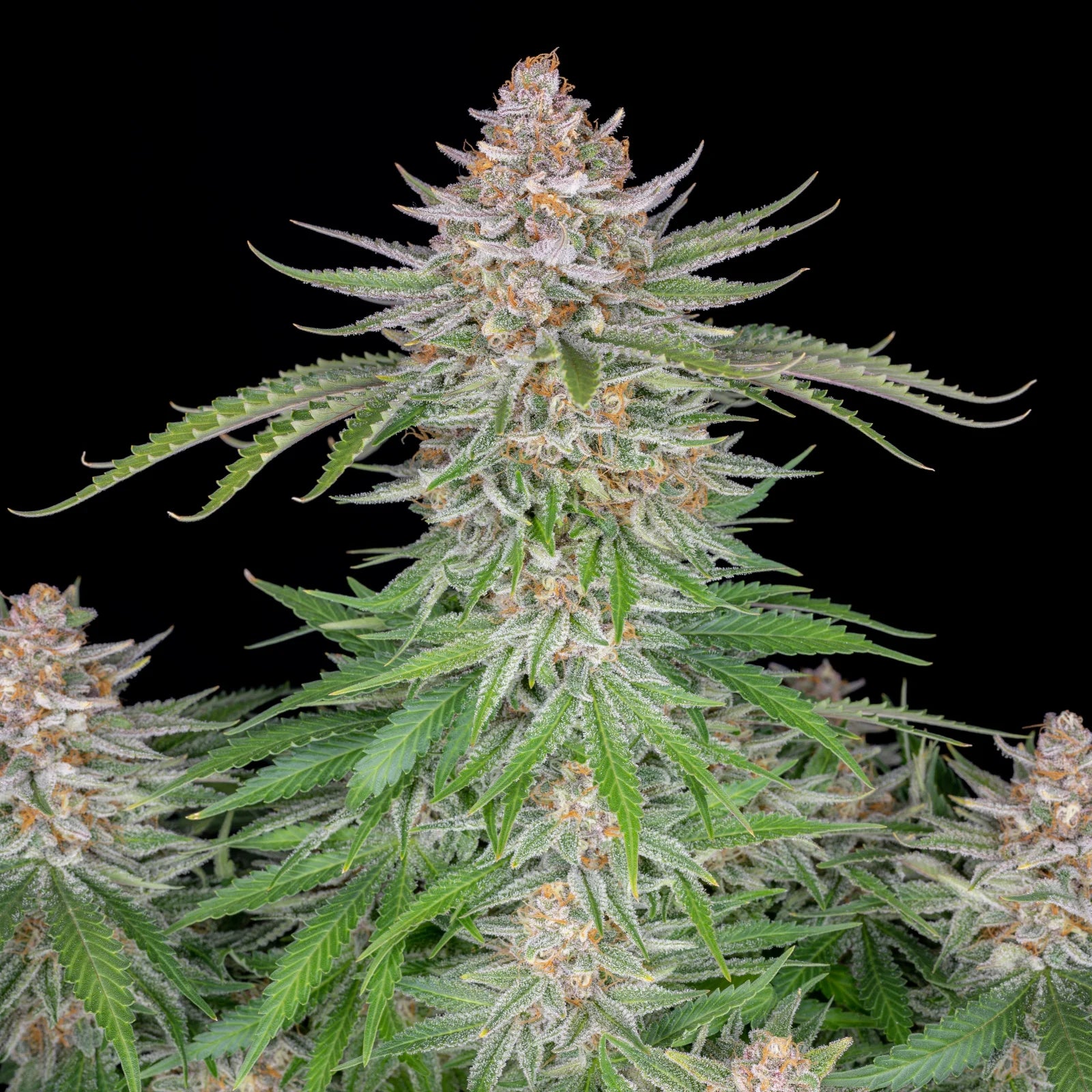 Strawberry Pie Auto - Cannaseuse - Curated Genetics - 42 Fast Buds