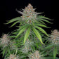 Strawberry Pie Auto - Cannaseuse - Curated Genetics - 42 Fast Buds