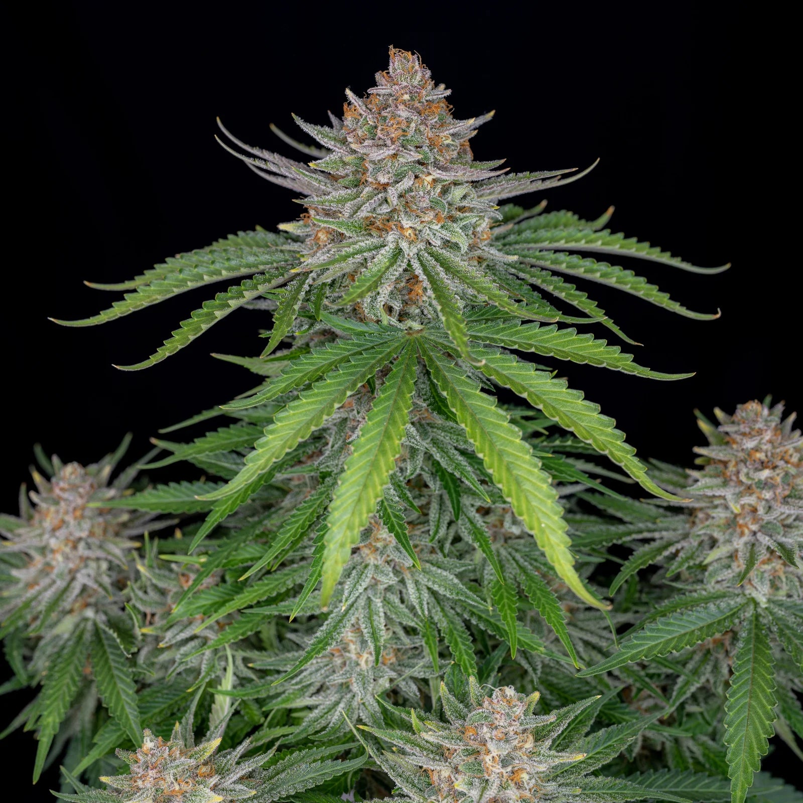 Strawberry Pie Auto - Cannaseuse - Curated Genetics - 42 Fast Buds