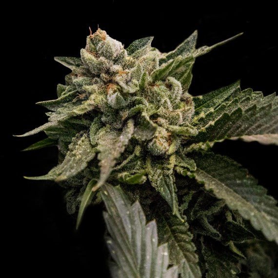 DNA Genetics-Strawberry Sorbet