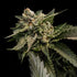 DNA Genetics-Strawberry Sorbet