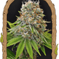 Sugar Larry - Cannaseuse - Curated Genetics - Exotic Seed