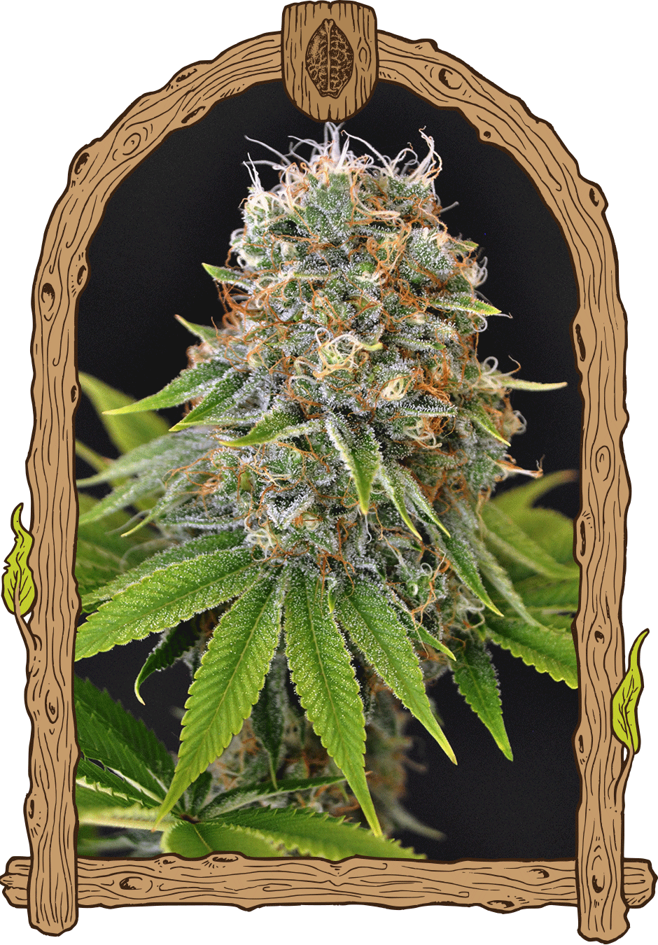 Sugar Larry - Cannaseuse - Curated Genetics - Exotic Seed