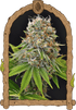 Sugar Larry - Cannaseuse - Curated Genetics - Exotic Seed
