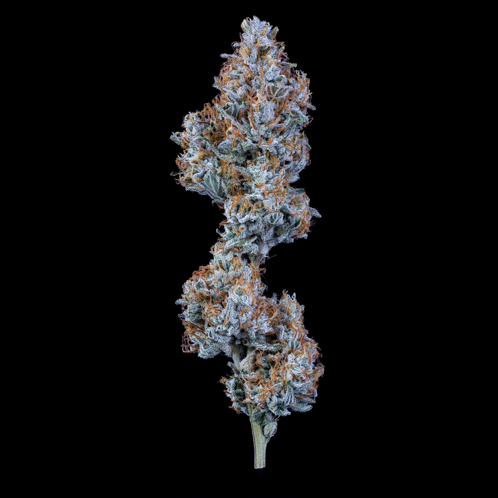 Mephisto Genetics-Sundae Thumper