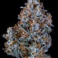 Mephisto Genetics-Sundae Thumper