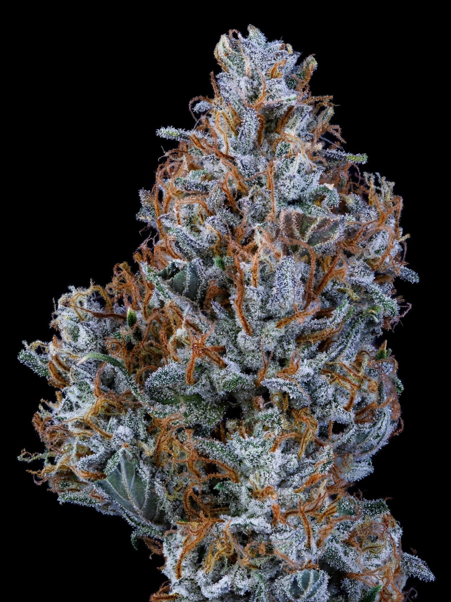 Mephisto Genetics-Sundae Thumper