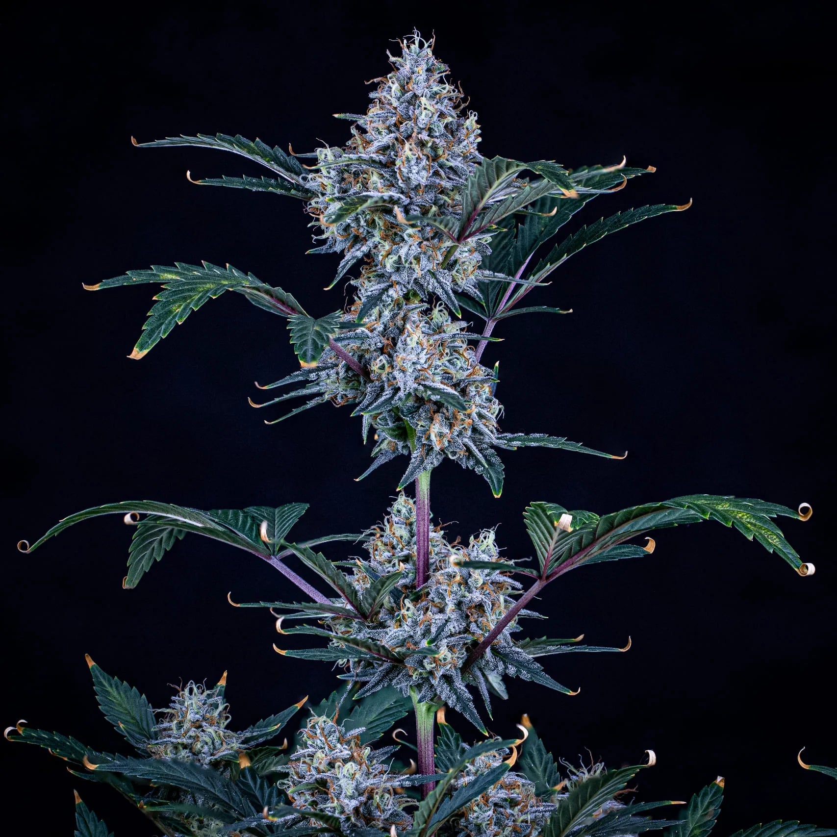 Mephisto Genetics-Sundae Thumper