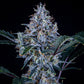 Mephisto Genetics-Sundae Thumper
