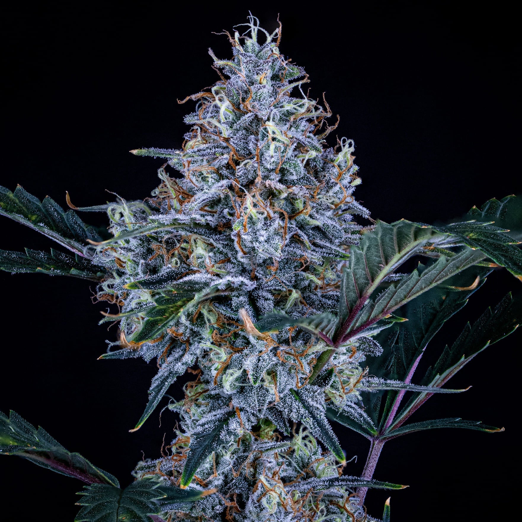 Mephisto Genetics-Sundae Thumper