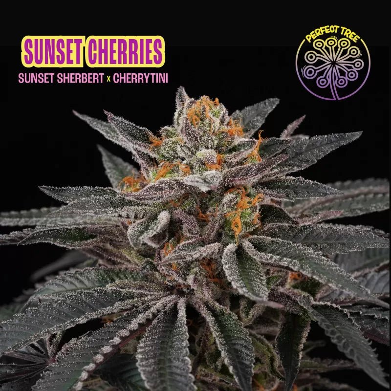 Perfect Tree Seeds-Sunset Cherries