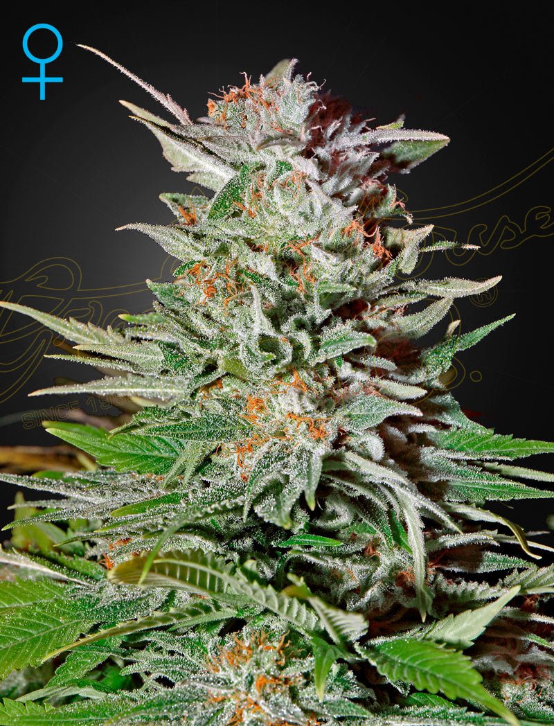 Green House Seeds-Super Lemon Haze Auto